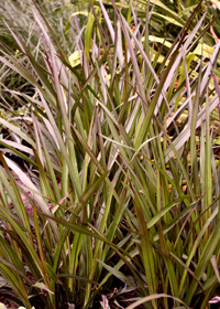 Pennisetum 'Princess Molly'